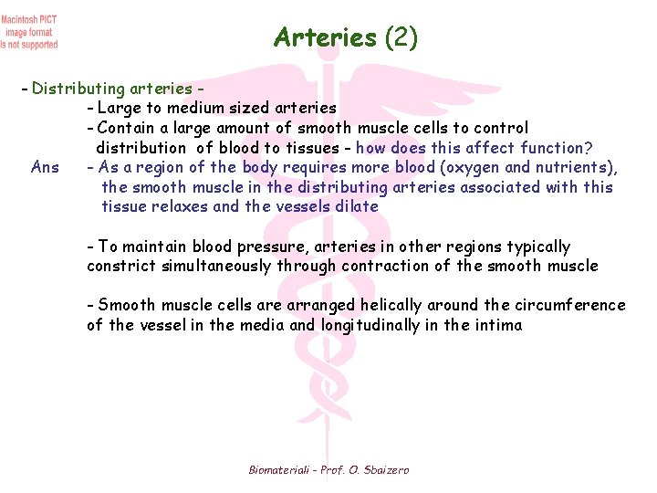 Arteries (2) - Distributing arteries - Large to medium sized arteries - Contain a