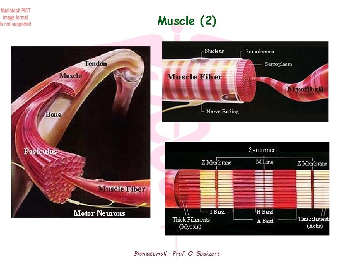 Muscle (2) Biomateriali - Prof. O. Sbaizero 