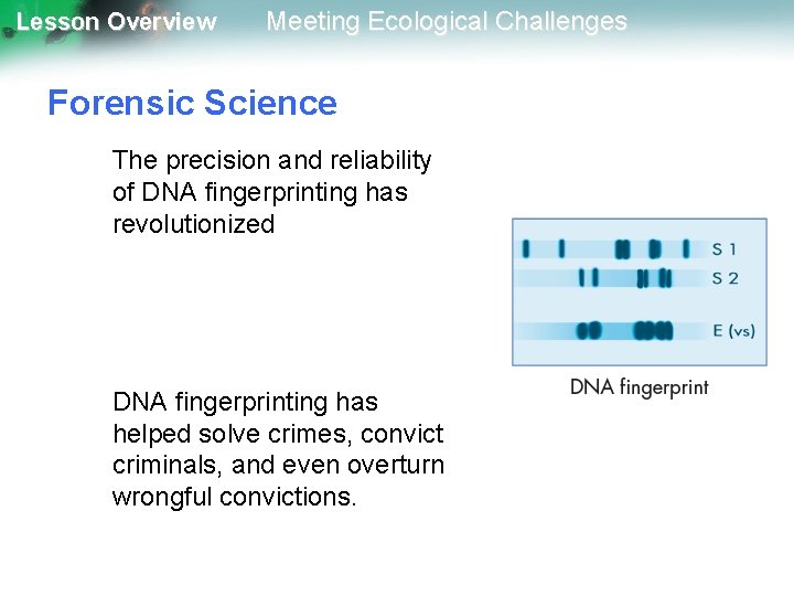 Lesson Overview Meeting Ecological Challenges Forensic Science The precision and reliability of DNA fingerprinting