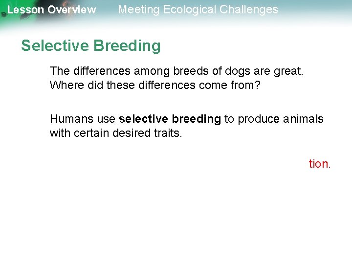 Lesson Overview Meeting Ecological Challenges Selective Breeding The differences among breeds of dogs are