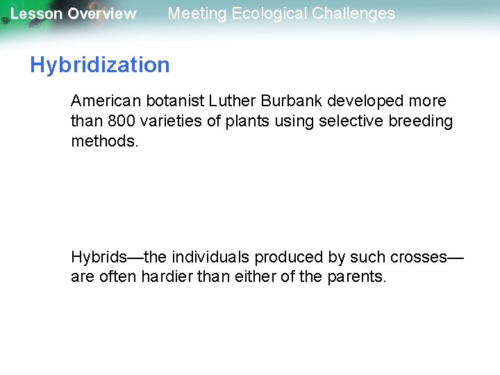 Lesson Overview Meeting Ecological Challenges Hybridization American botanist Luther Burbank developed more than 800