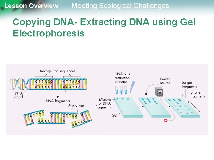 Lesson Overview Meeting Ecological Challenges Copying DNA- Extracting DNA using Gel Electrophoresis 