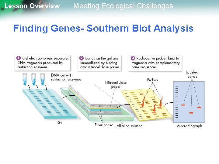 Lesson Overview Meeting Ecological Challenges Finding Genes- Southern Blot Analysis 