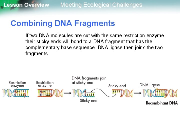 Lesson Overview Meeting Ecological Challenges Combining DNA Fragments If two DNA molecules are cut