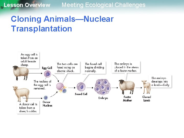 Lesson Overview Meeting Ecological Challenges Cloning Animals—Nuclear Transplantation 