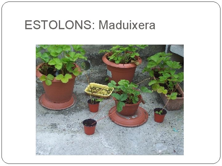 ESTOLONS: Maduixera 