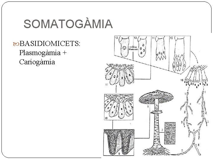 SOMATOGÀMIA BASIDIOMICETS: Plasmogàmia + Cariogàmia 