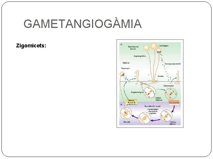 GAMETANGIOGÀMIA Zigomicets: 