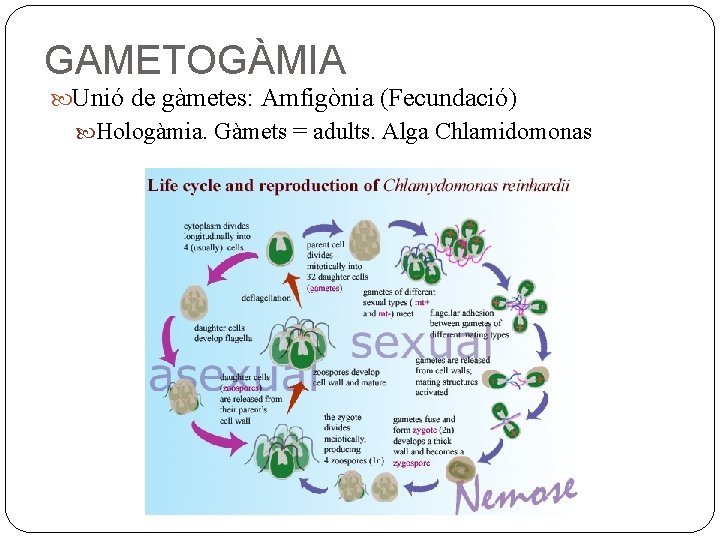 GAMETOGÀMIA Unió de gàmetes: Amfigònia (Fecundació) Hologàmia. Gàmets = adults. Alga Chlamidomonas 