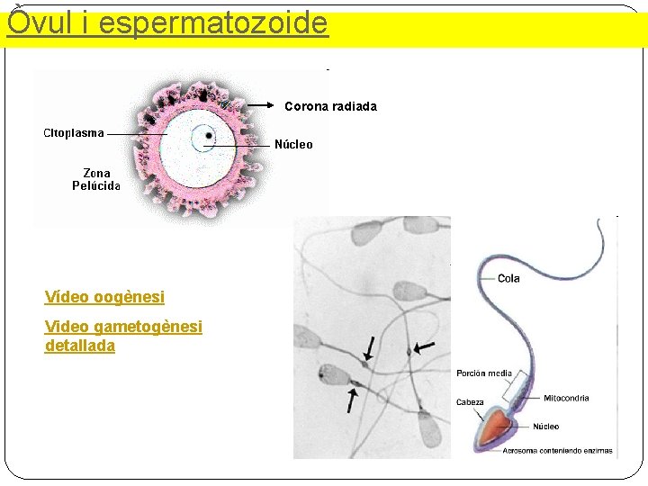 Òvul i espermatozoide Corona radiada Vídeo oogènesi Video gametogènesi detallada 