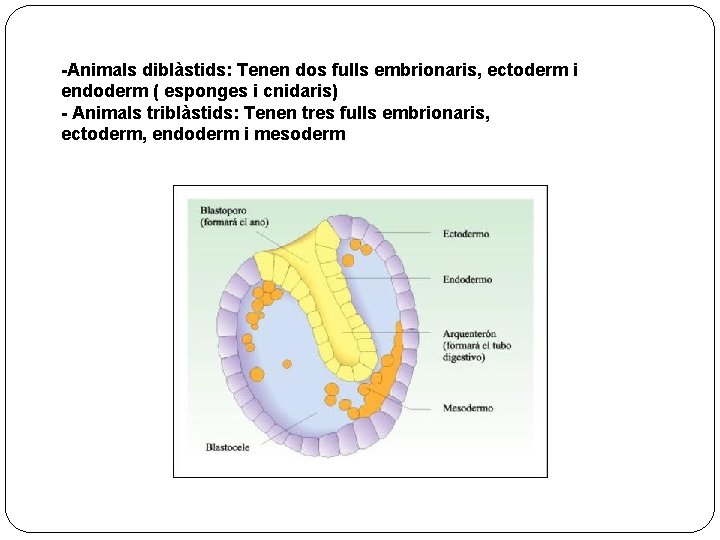 -Animals diblàstids: Tenen dos fulls embrionaris, ectoderm i endoderm ( esponges i cnidaris) -