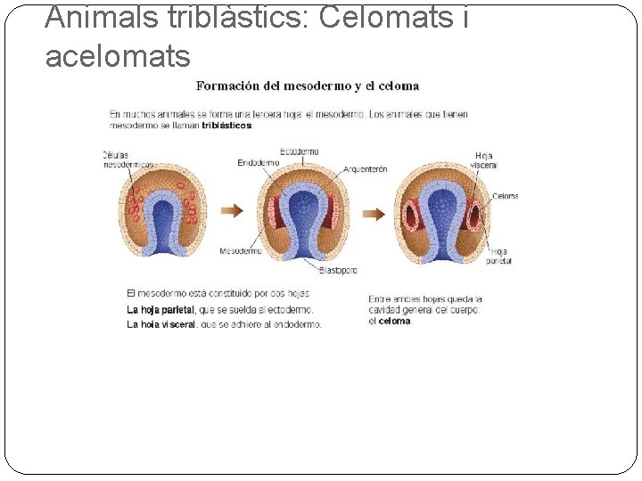 Animals triblàstics: Celomats i acelomats 