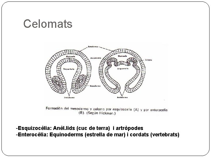 Celomats -Esquizocèlia: Anèl. lids (cuc de terra) i artròpodes -Enterocèlia: Equinoderms (estrella de mar)