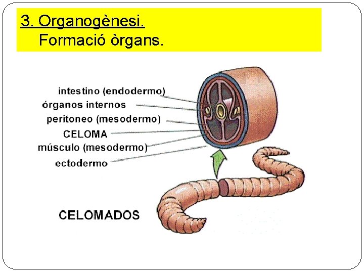 3. Organogènesi. Formació òrgans. 