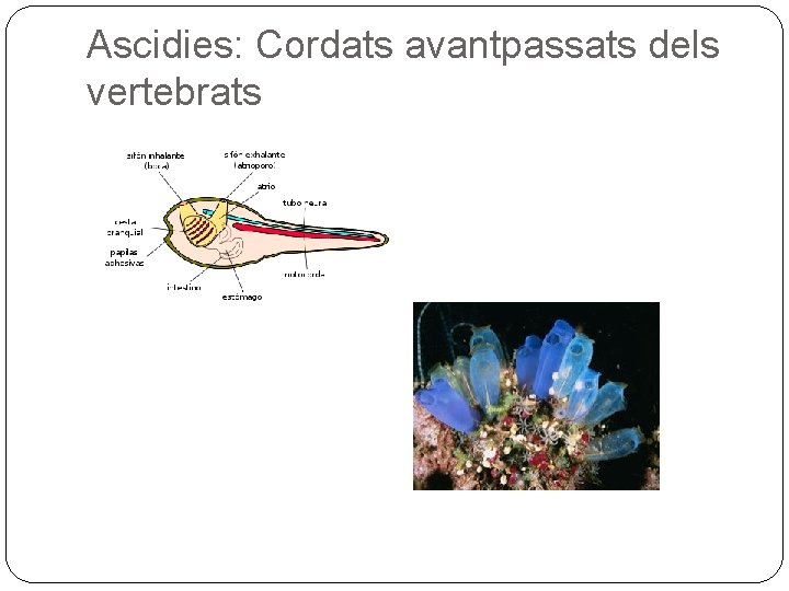 Ascidies: Cordats avantpassats dels vertebrats 