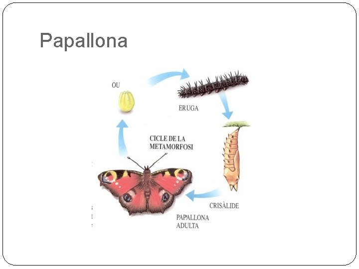 Papallona 