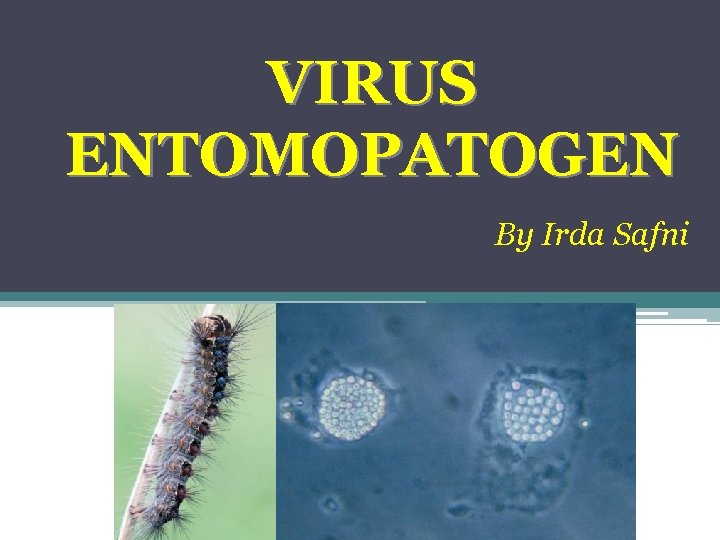 VIRUS ENTOMOPATOGEN By Irda Safni 