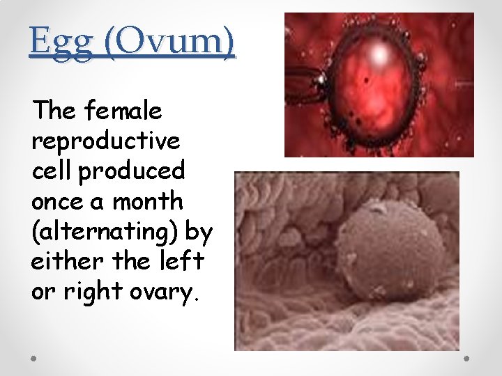 Egg (Ovum) The female reproductive cell produced once a month (alternating) by either the