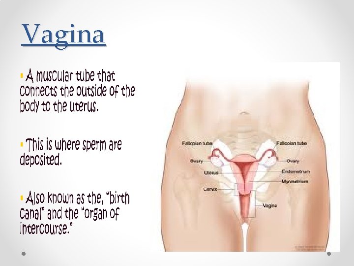 Vagina 