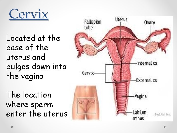 Cervix Located at the base of the uterus and bulges down into the vagina