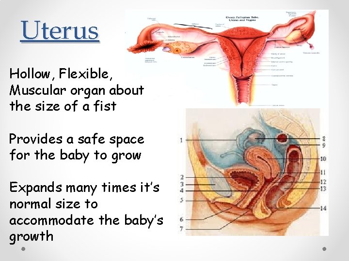 Uterus Hollow, Flexible, Muscular organ about the size of a fist Provides a safe