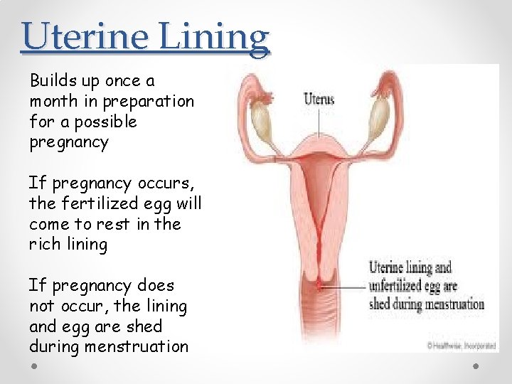Uterine Lining Builds up once a month in preparation for a possible pregnancy If