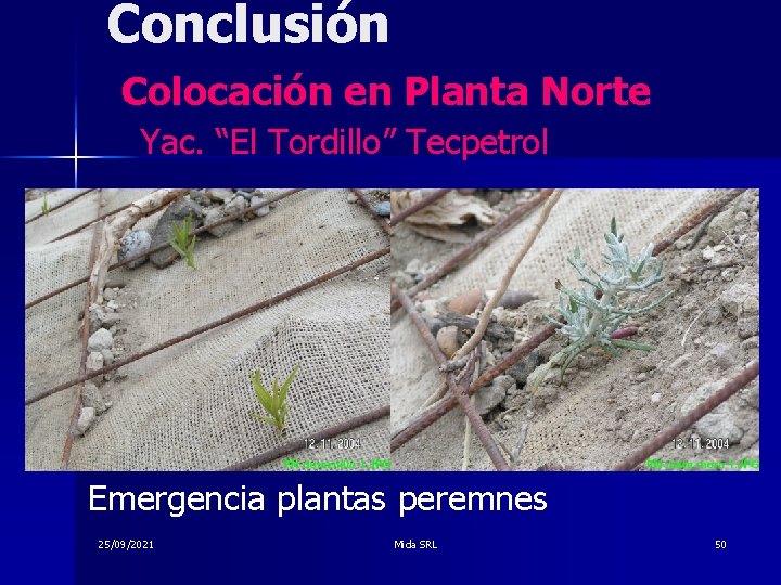 Conclusión Colocación en Planta Norte Yac. “El Tordillo” Tecpetrol Emergencia plantas peremnes 25/09/2021 Mida