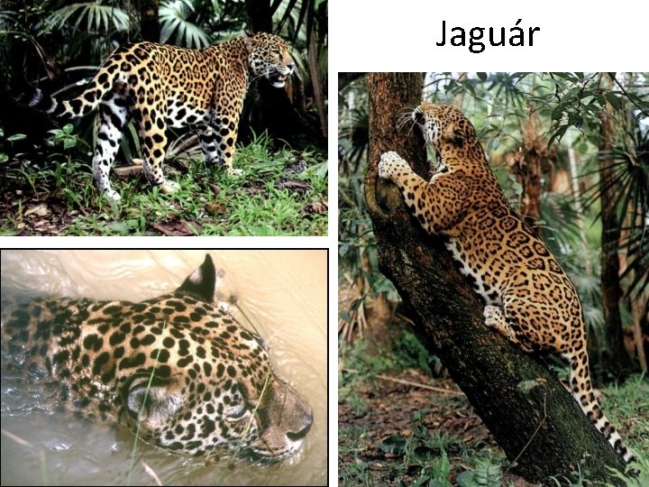 Jaguár 