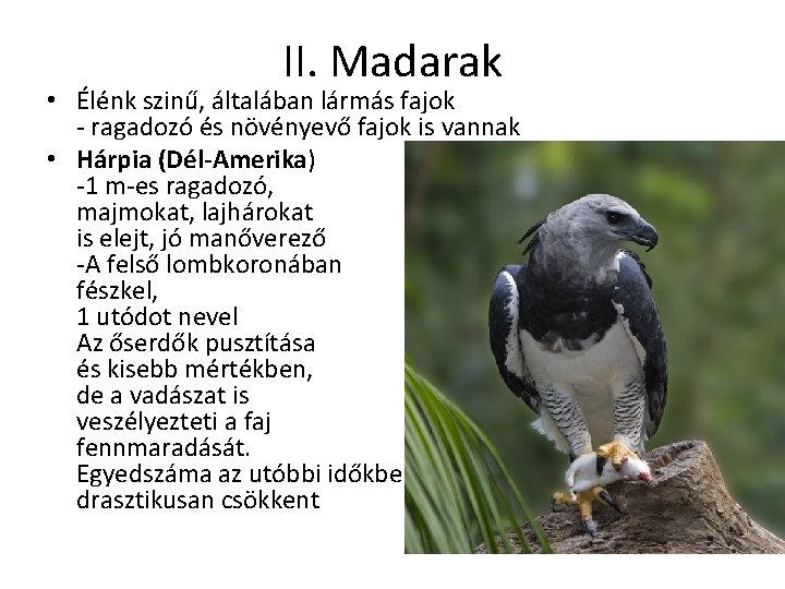 II. Madarak • Élénk szinű, általában lármás fajok - ragadozó és növényevő fajok is