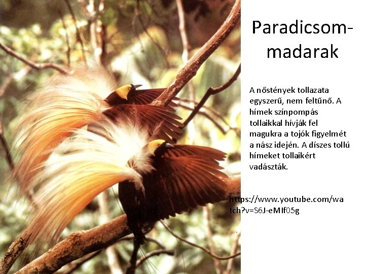 Paradicsommadarak A nőstények tollazata egyszerű, nem feltűnő. A hímek színpompás tollaikkal hívják fel magukra