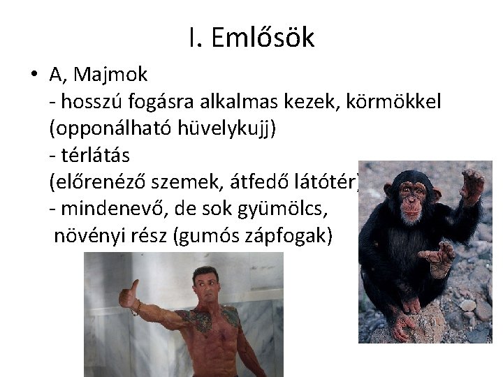 I. Emlősök • A, Majmok - hosszú fogásra alkalmas kezek, körmökkel (opponálható hüvelykujj) -