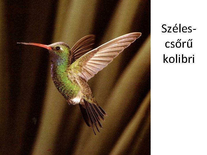 Szélescsőrű kolibri 