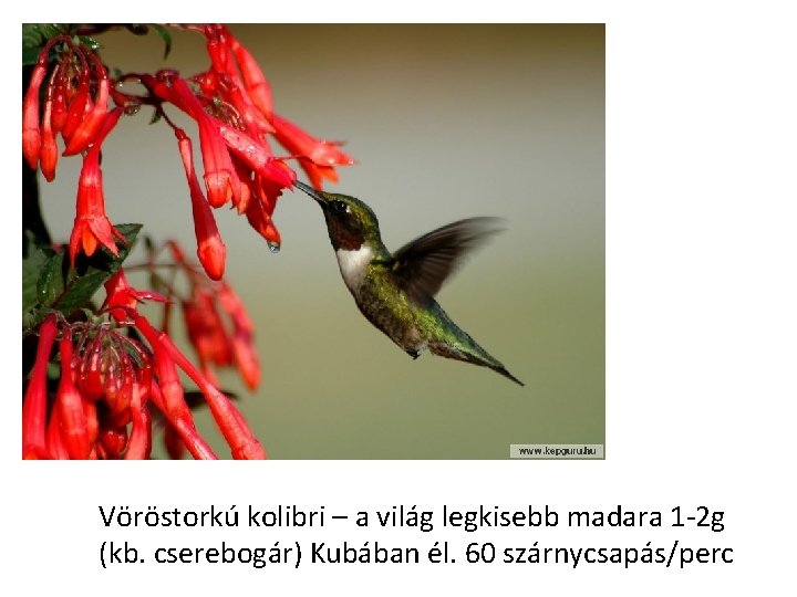 Vöröstorkú kolibri – a világ legkisebb madara 1 -2 g (kb. cserebogár) Kubában él.