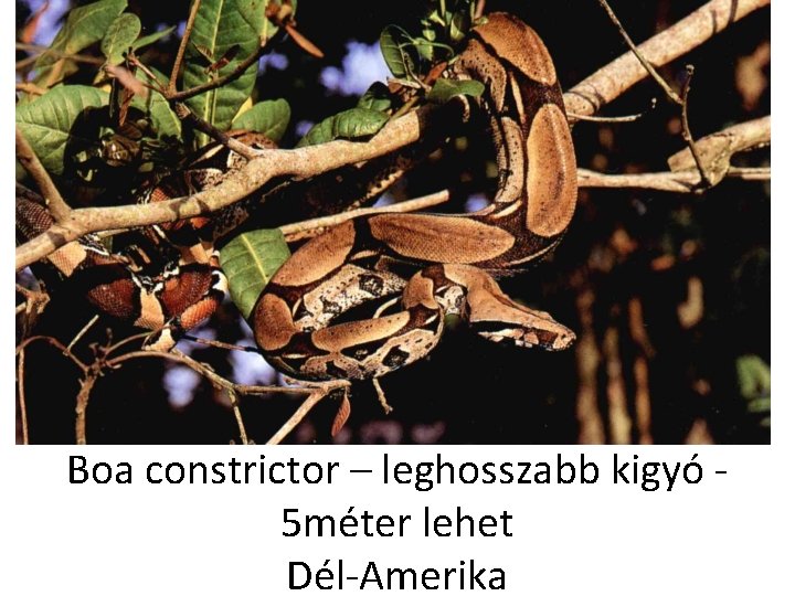 Boa constrictor – leghosszabb kigyó 5 méter lehet Dél-Amerika 