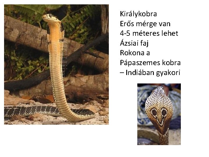Királykobra Erős mérge van 4 -5 méteres lehet Ázsiai faj Rokona a Pápaszemes kobra