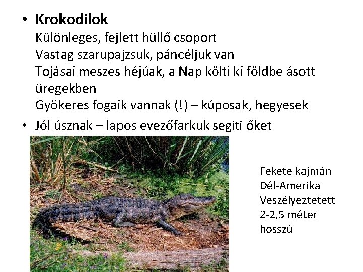  • Krokodilok Különleges, fejlett hüllő csoport Vastag szarupajzsuk, páncéljuk van Tojásai meszes héjúak,