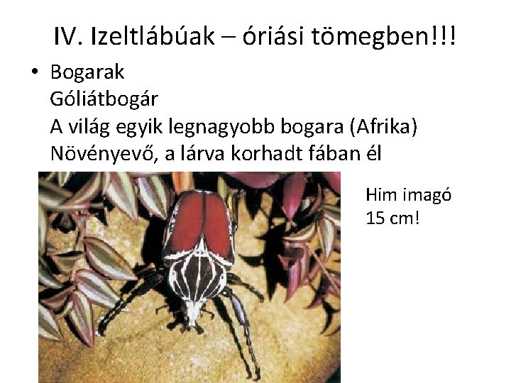 IV. Izeltlábúak – óriási tömegben!!! • Bogarak Góliátbogár A világ egyik legnagyobb bogara (Afrika)