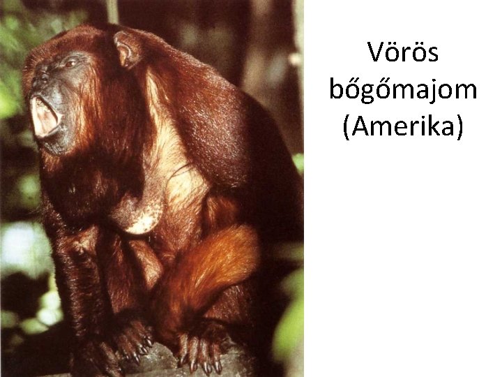 Vörös bőgőmajom (Amerika) 