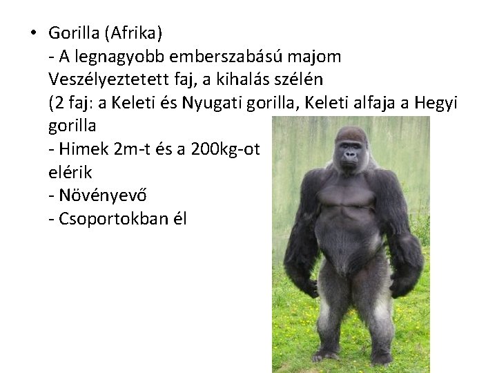  • Gorilla (Afrika) - A legnagyobb emberszabású majom Veszélyeztetett faj, a kihalás szélén