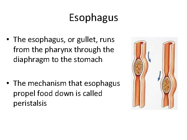 Esophagus • The esophagus, or gullet, runs from the pharynx through the diaphragm to