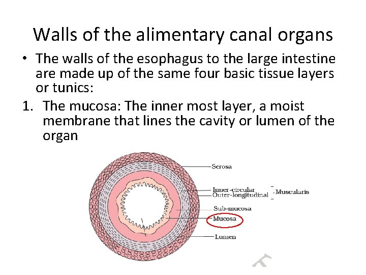 Walls of the alimentary canal organs • The walls of the esophagus to the