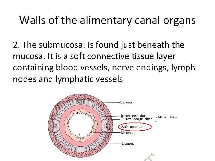 Walls of the alimentary canal organs 2. The submucosa: Is found just beneath the