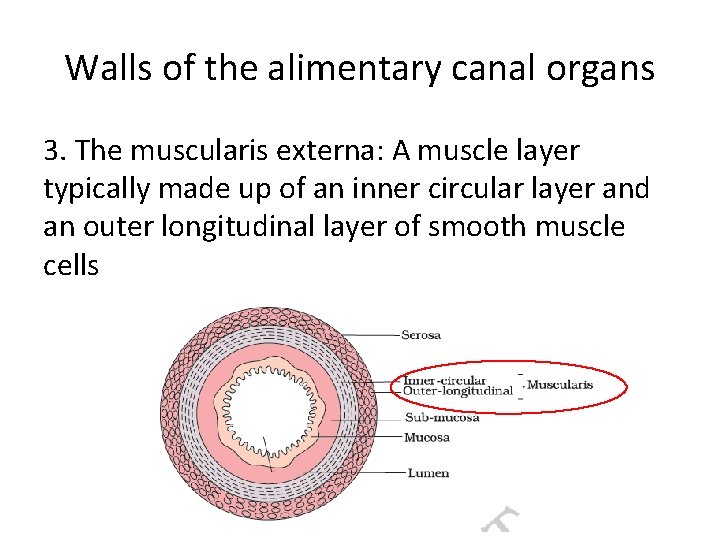 Walls of the alimentary canal organs 3. The muscularis externa: A muscle layer typically