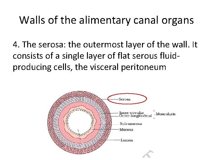 Walls of the alimentary canal organs 4. The serosa: the outermost layer of the