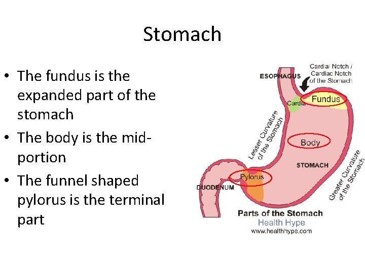 Stomach • The fundus is the expanded part of the stomach • The body