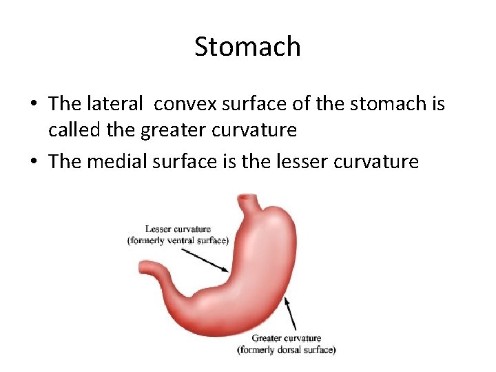 Stomach • The lateral convex surface of the stomach is called the greater curvature