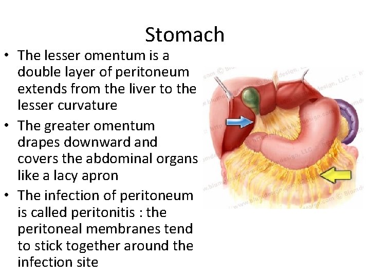 Stomach • The lesser omentum is a double layer of peritoneum extends from the