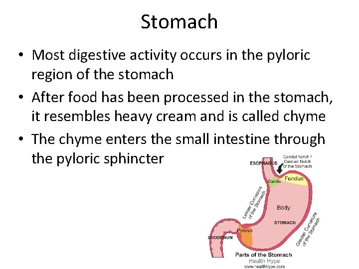 Stomach • Most digestive activity occurs in the pyloric region of the stomach •