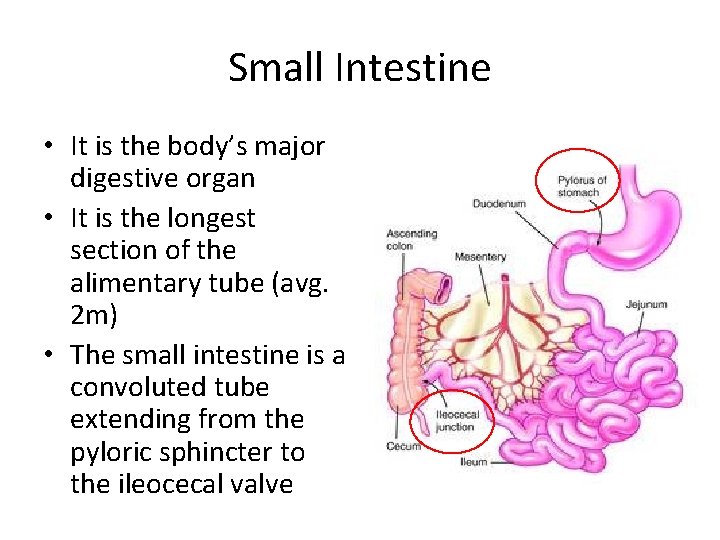 Small Intestine • It is the body’s major digestive organ • It is the