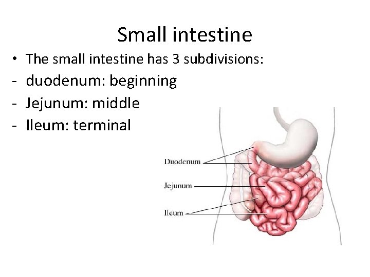 Small intestine • The small intestine has 3 subdivisions: - duodenum: beginning - Jejunum: